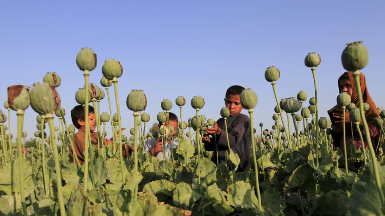 Afghanistan : RT plonge au cœur du grenier à opium du monde