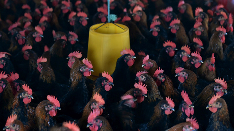 Un foyer de grippe aviaire hautement pathogène détecté dans le Nord de la France