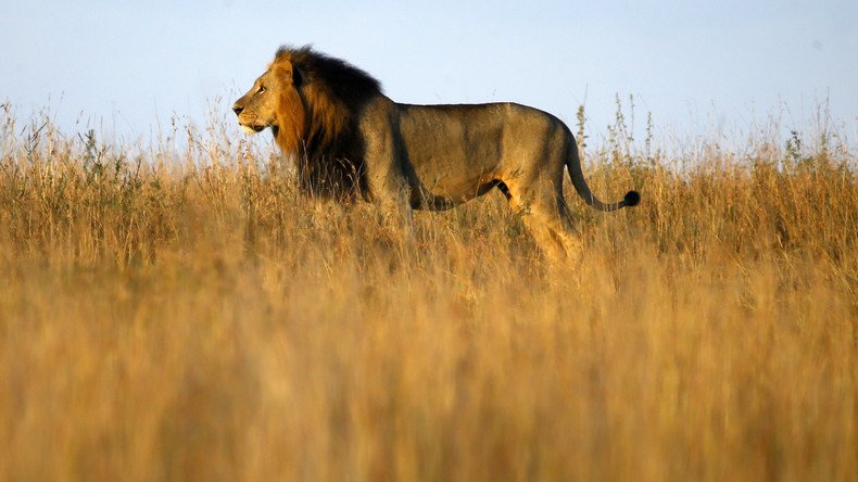 La sixième extinction de masse des animaux est déjà en cours, selon des scientifiques