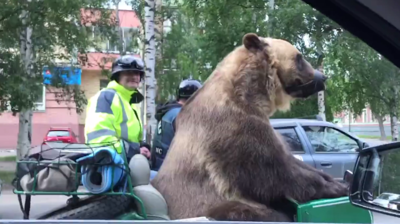 Russie : un ours fait une promenade en moto (VIDEO)