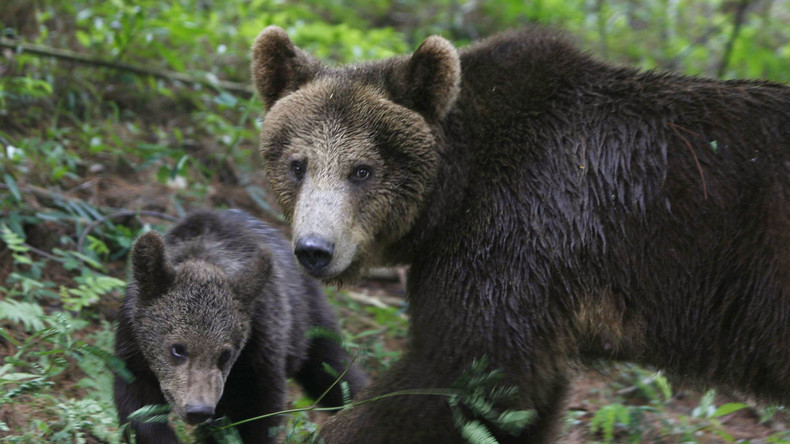 «The Revenant» dans l’Oural ? Un Russe sort victorieux d'un combat à mains nues avec une ourse