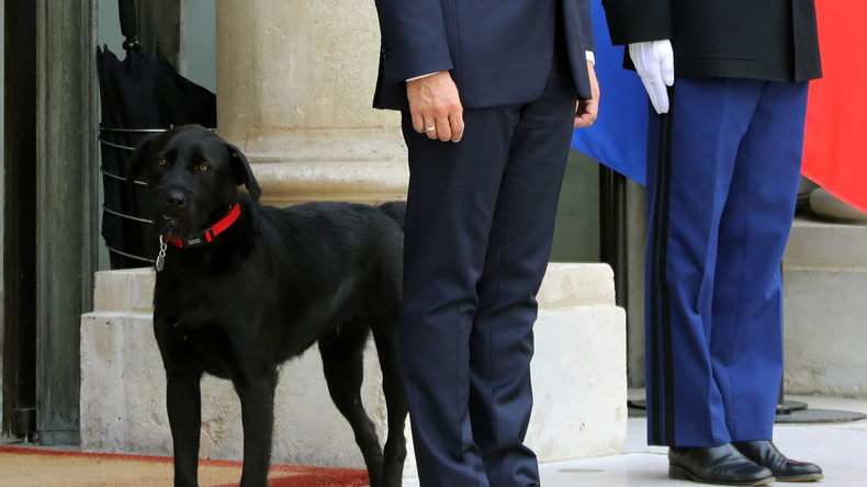 Nemo, le labrador des Macron, une nouvelle opération séduction des Français ?