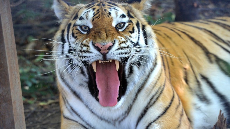 Russie : un homme filmé en train de promener un tigre en laisse à Samara (VIDEO)