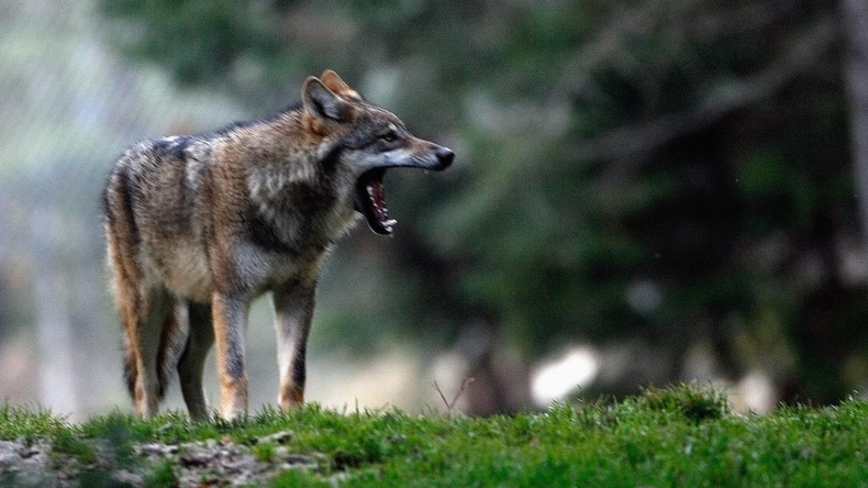 Attaques de loups : un éleveur excédé tient en joue une équipe de télévision de France 3 (VIDEO)