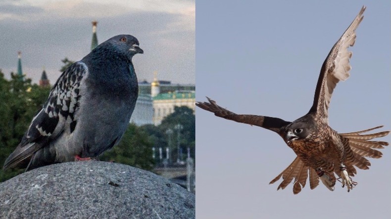 Rapaces contre pigeons, la bataille parisienne commence dans le Xe arrondissement