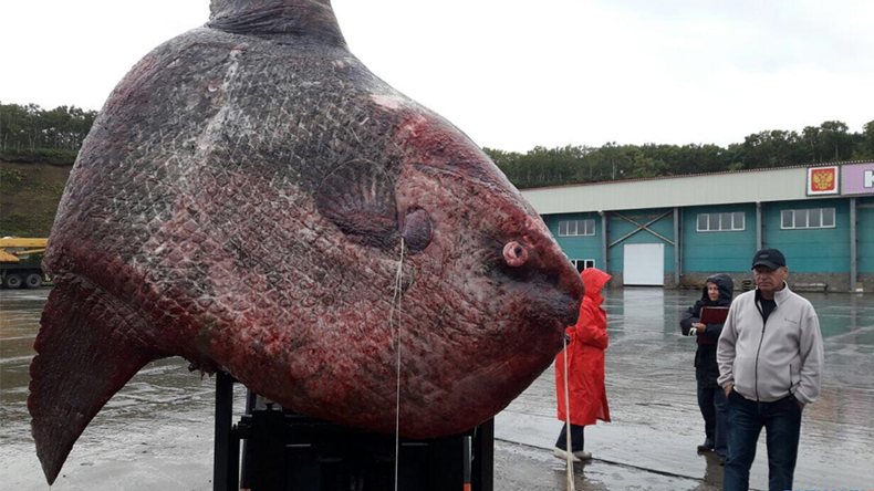 Un monstre des mers d’une tonne pêché dans l’Extrême-Orient russe... et jeté aux ours (PHOTO)