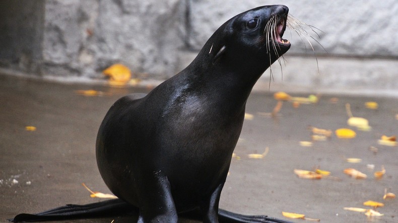 Russie : une otarie neutralise un homme ayant fait irruption dans son delphinarium (VIDEO)