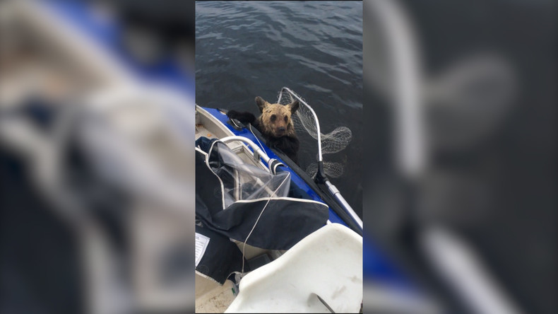 Deux oursons sauvées de la noyade dans un lac en Russie
