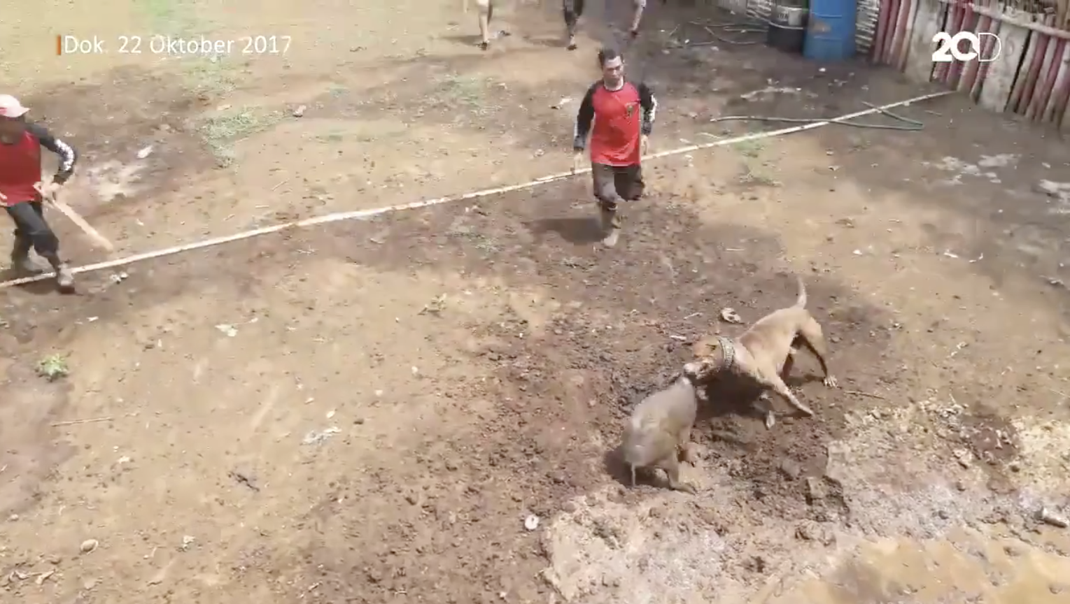 Pitbull vs sanglier : le spectacle indonésien qui choque les défenseurs des animaux (IMAGES)