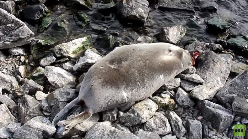 Pourquoi 130 phoques ont-ils été retrouvés morts sur les rives du lac Baïkal, en Russie ? (VIDEO)