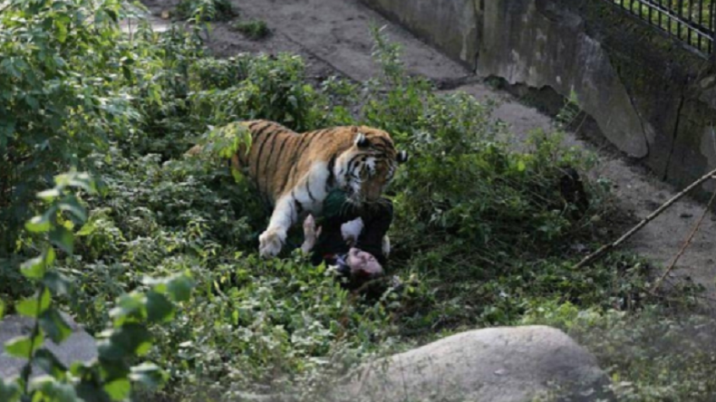 Un tigre attaque violemment une soigneuse dans un zoo en Russie (PHOTOS CHOC)