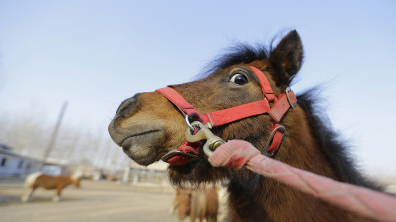 Berlin : un homme surpris en plein ébat sexuel avec un poney au zoo pour enfants
