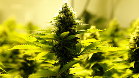 Une plante de cannabis