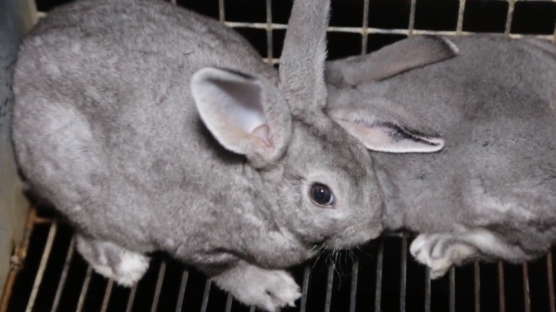 Fourrure : l'association L214 diffuse des images d'élevages de lapins (VIDEO CHOC)