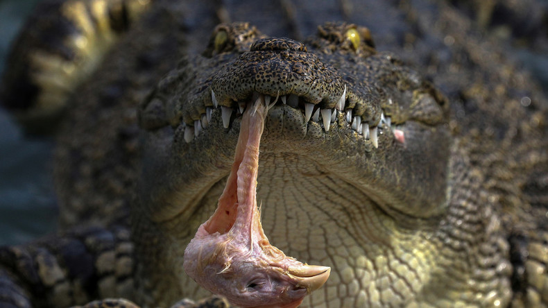 Philippines : préparant son bateau pour la tempête, un homme se fait dévorer par un crocodile
