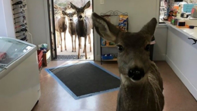 Colorado : une biche invite toute sa famille à faire du shopping (PHOTOS)