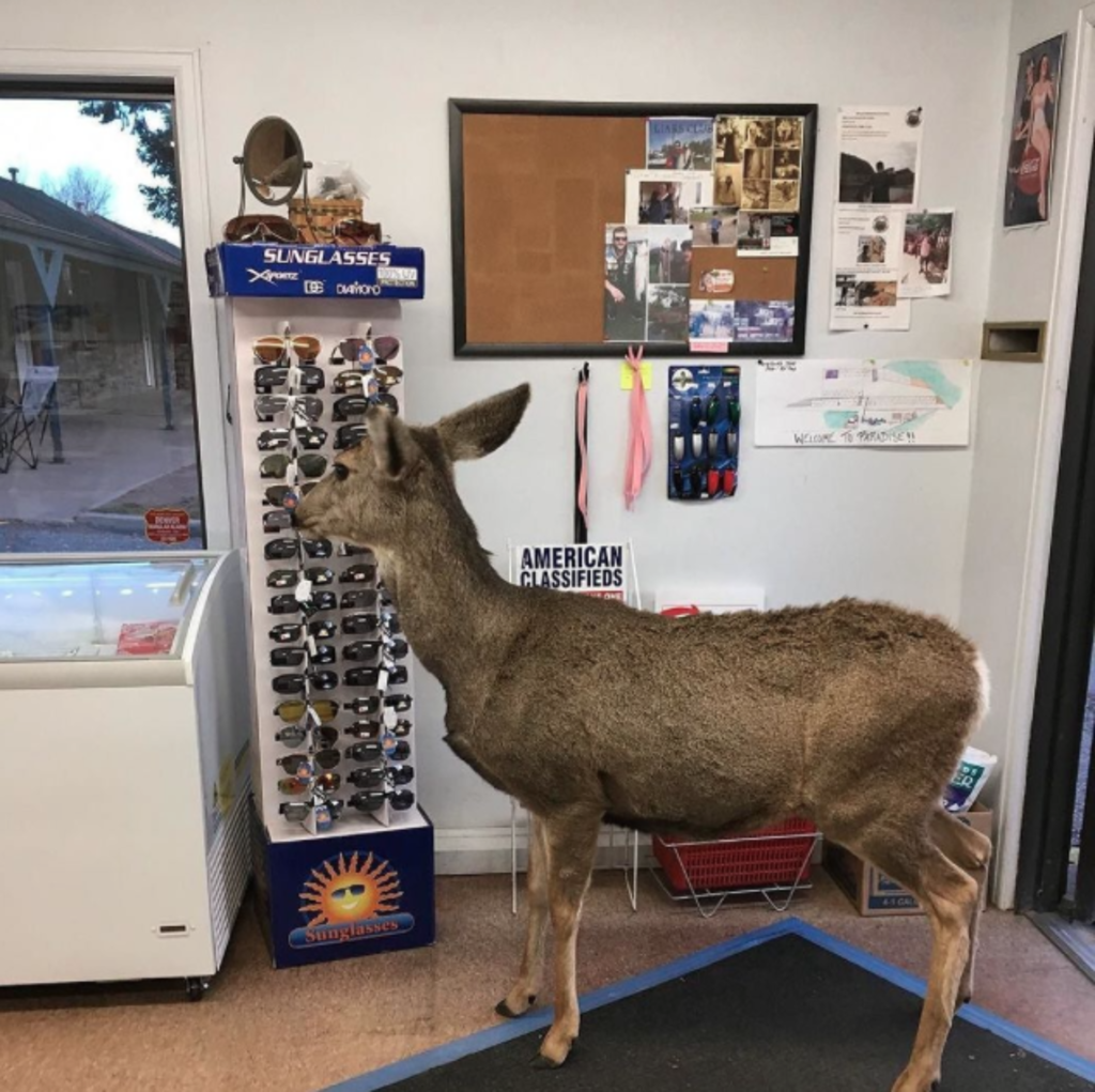 Colorado : une biche invite toute sa famille à faire du shopping (PHOTOS)