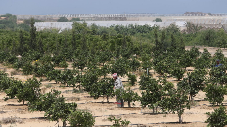 L’armée israélienne pulvérise des pesticides sur la zone tampon avec Gaza : l'agriculture en péril