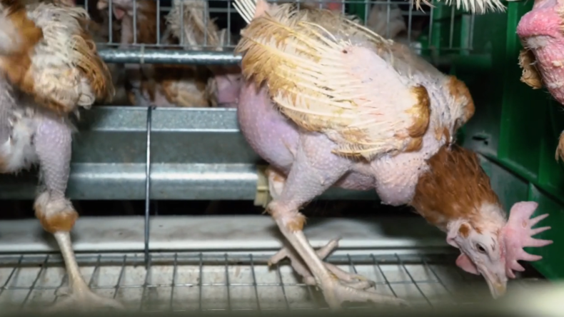 Cadavres de poules et crasse : une vidéo révèle l'envers du décor d'un élevage avicole (VIDEO CHOC)