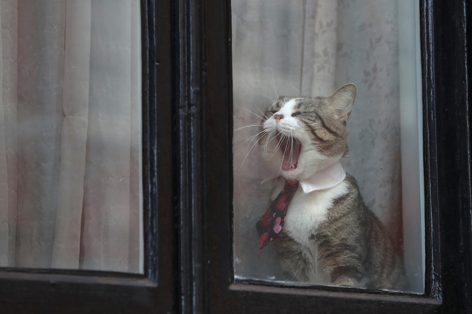Le chat d'Assange au cœur des nouvelles restrictions imposées à son maître par l'Equateur