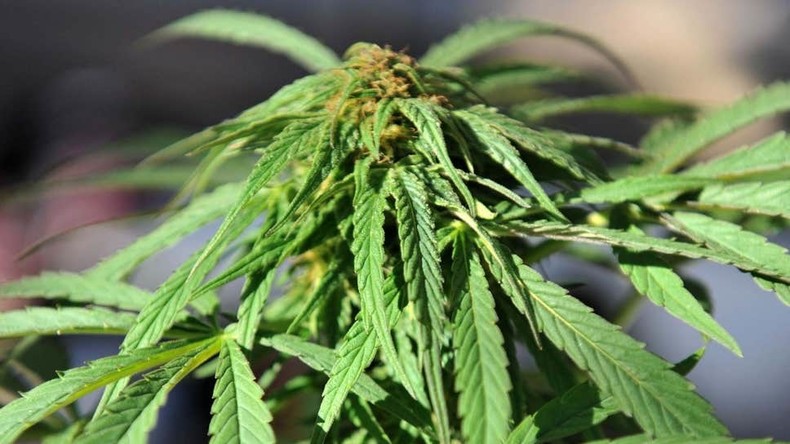 Un pas vers la légalisation ? Les députés autorisent l’expérimentation du cannabis thérapeutique