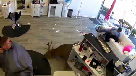 Long Island : un cerf pénètre chez un coiffeur... pour se faire friser les bois?