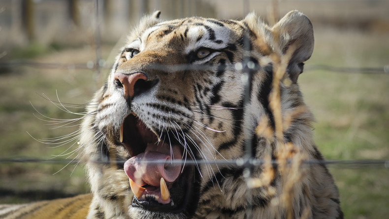 A New York, un tigre du zoo du Bronx contaminé au Covid-19 par un gardien
