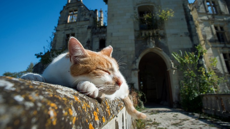 Covid-19 : un chat testé positif pour la première fois en France