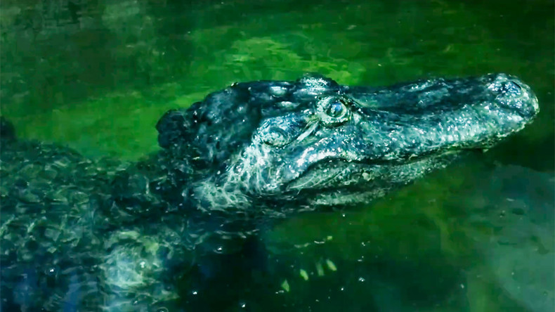 «L'alligator préféré d'Hitler» est décédé au zoo de Moscou à l'âge de 84 ans