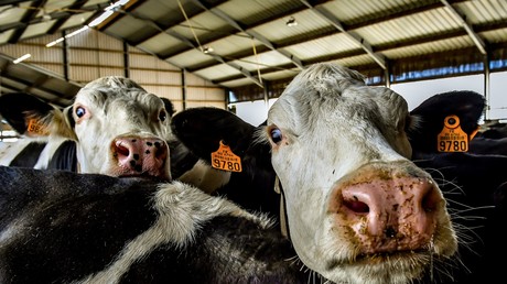 Vaches photographiées le 14 décembre 2017 dans la ferme d'élevage intensive, connue sous le nom de «ferme de 1000 vaches», près de Drucat, dans le nord-est de la France (illustration).