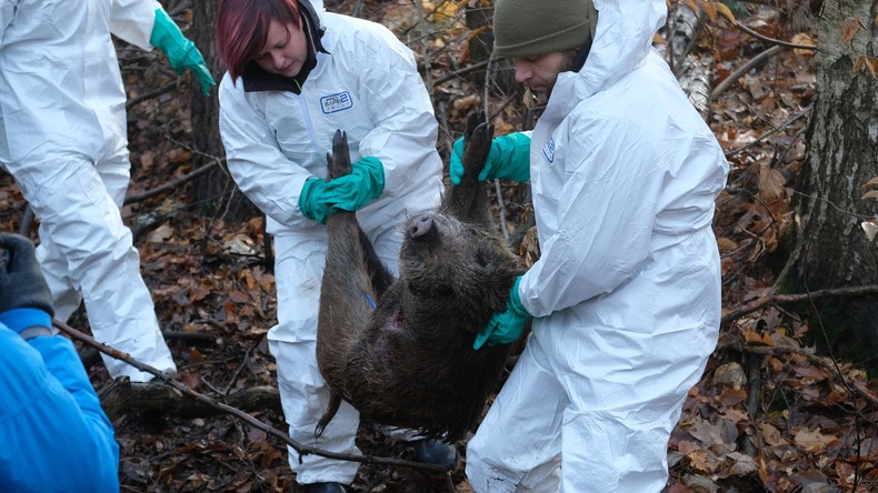 Face à la peste porcine africaine, l'Allemagne barricade ses frontières orientales