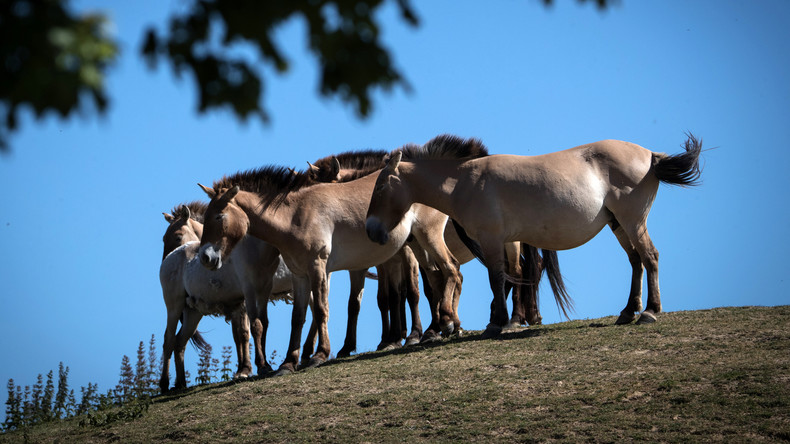 Mystérieuse vague de massacres et de mutilations de chevaux en France