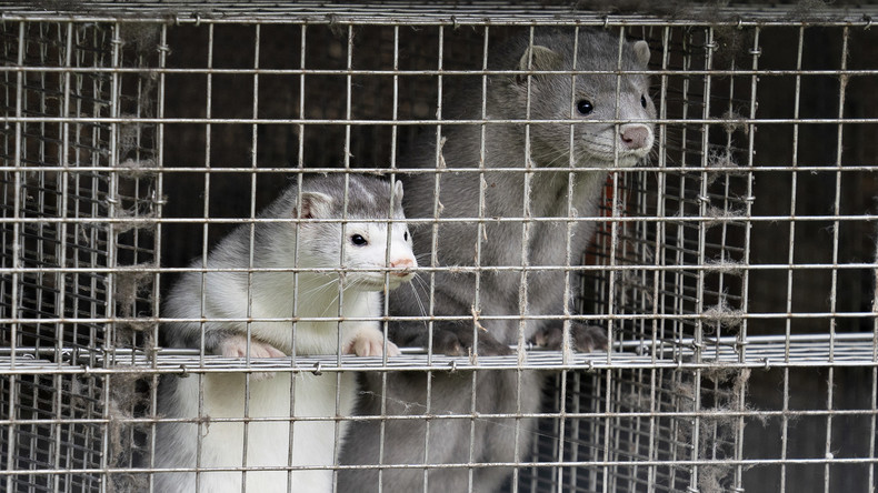 Le Danemark va abattre 15 millions de visons en raison d'une mutation du Covid-19