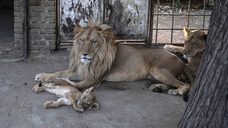 Gorilles, lions et chimpanzés : le zoo de Detroit vaccine ses animaux «à risque» face au Covid-19 Gorilles, lions et chimpanzés : le zoo de Detroit vaccine ses animaux «à risque» face au Covid-19