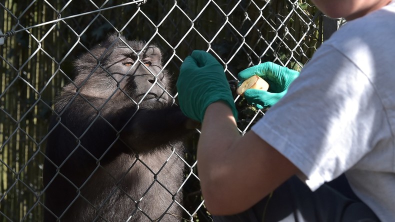 L'institut d'Anthony Fauci aurait financé des essais inoculant des hormones sexuelles à des singes