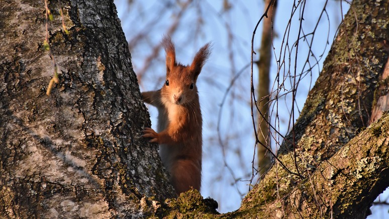 cnn vsled za kitaem bubonnuyu chumu