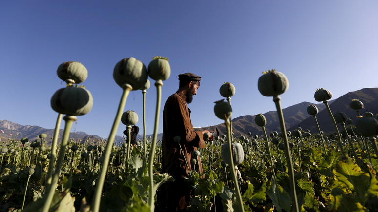 Times: даже находясь у власти, талибы продолжат делать деньги на наркоторговле