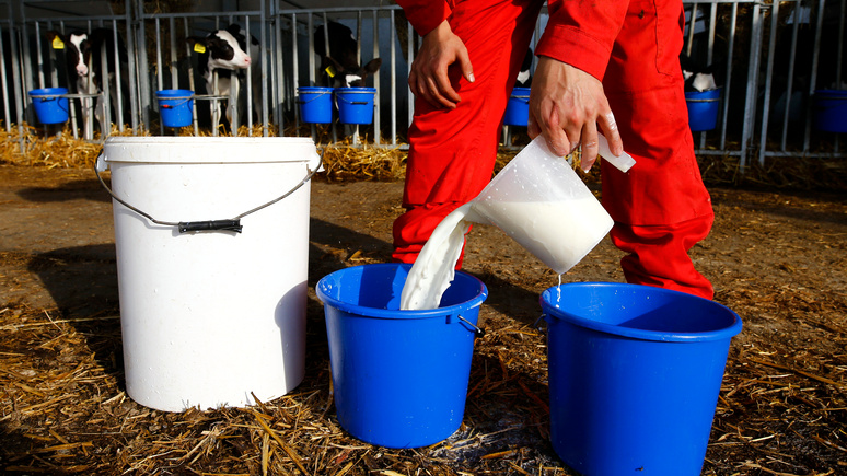 Sky News: из-за нехватки водителей грузовиков британские фермеры выливают десятки тысяч литров молока 