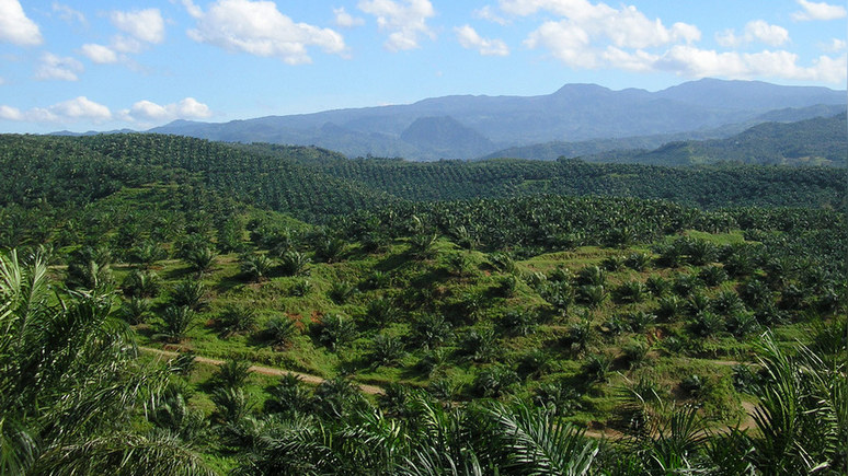 Почувствуют все — Guardian о росте цен на продукты в связи прекращением Индонезией экспорта пальмового масла