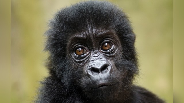 Московский зоопарк принял горилльи роды