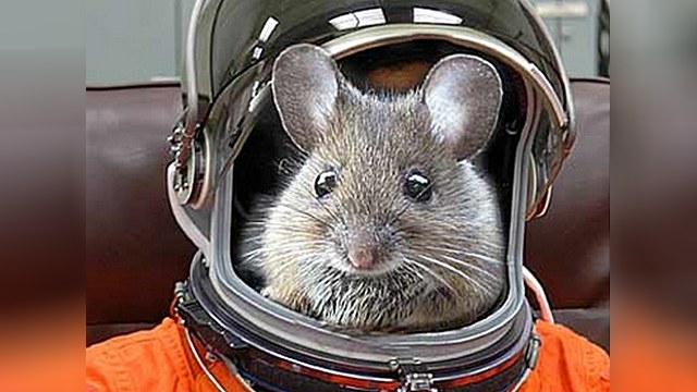 Российские спецслужбы положили глаз на мышей