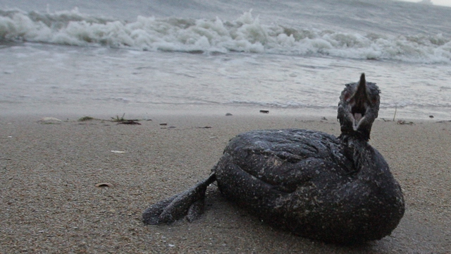 WWF России: Разлив нефти на Черном море угрожает жизни тысяч животных
