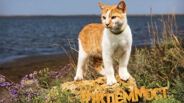Global Voices: В строительстве моста в Крым Россия ставит на кота