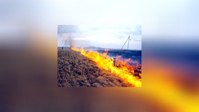 Возрождение из пепла