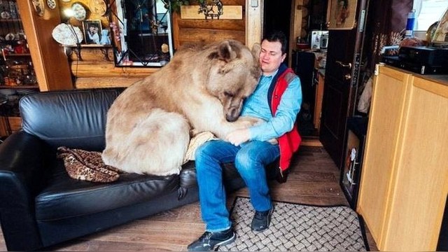 Ласковый домашний медведь Степан покорил Daily Mail