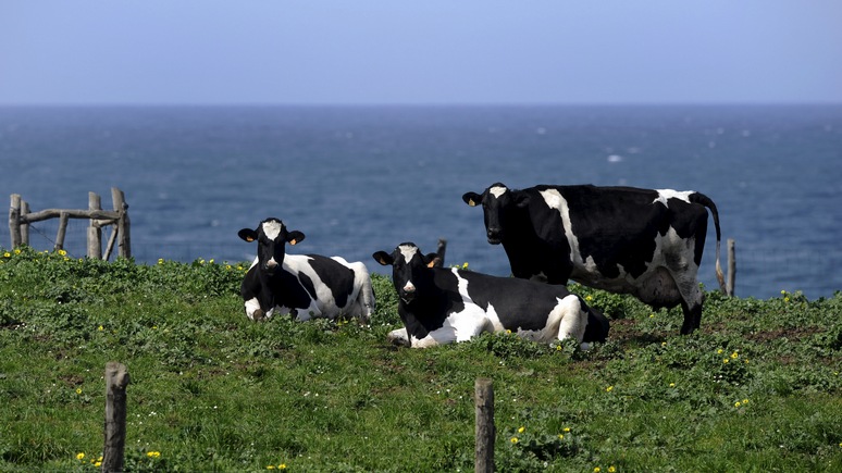 Stuff: Москва озадачила Новую Зеландию запретом на импорт говядины 