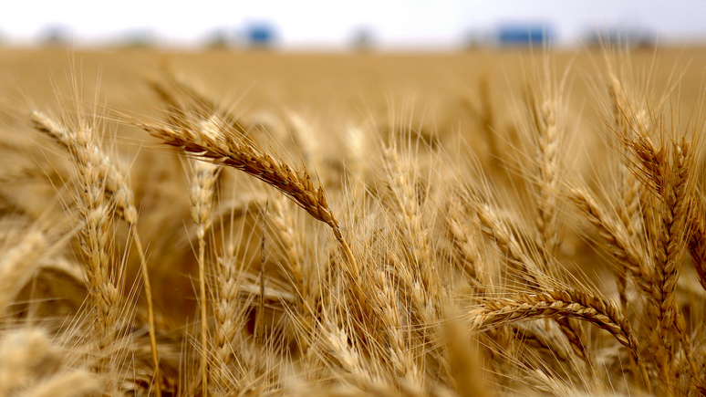 Bloomberg: российская «пшеничная лавина» доставит хлопот европейским конкурентам