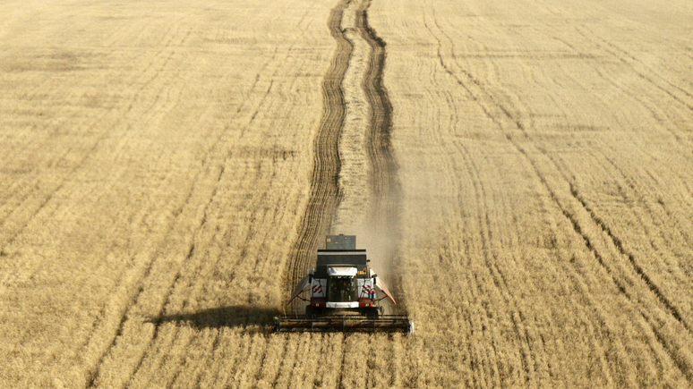 France Info: Россия потеснила Францию на африканском рынке пшеницы