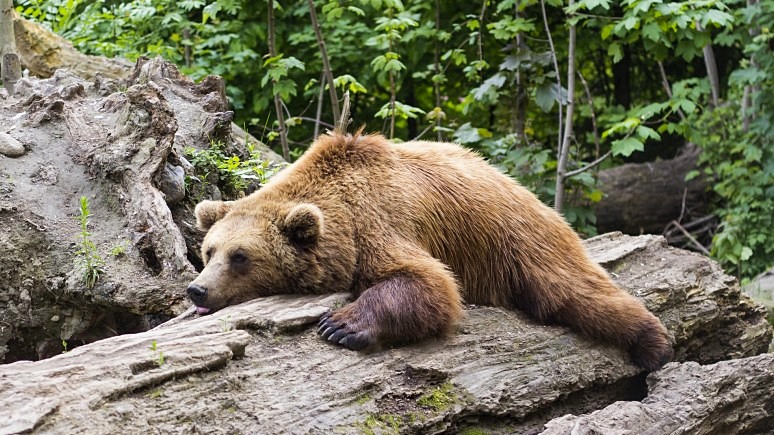 ERR: не стреляйте в Полю и Прошу — Эстонию попросили вернуть молодых медведей в Россию