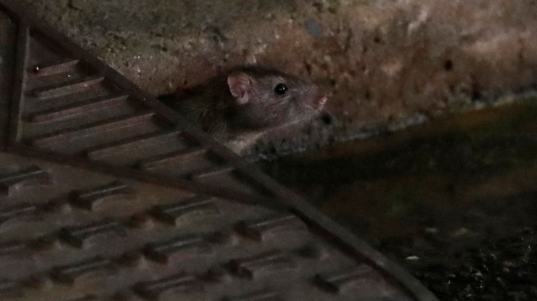 Guardian: в США предупредили об агрессивных крысах-каннибалах
